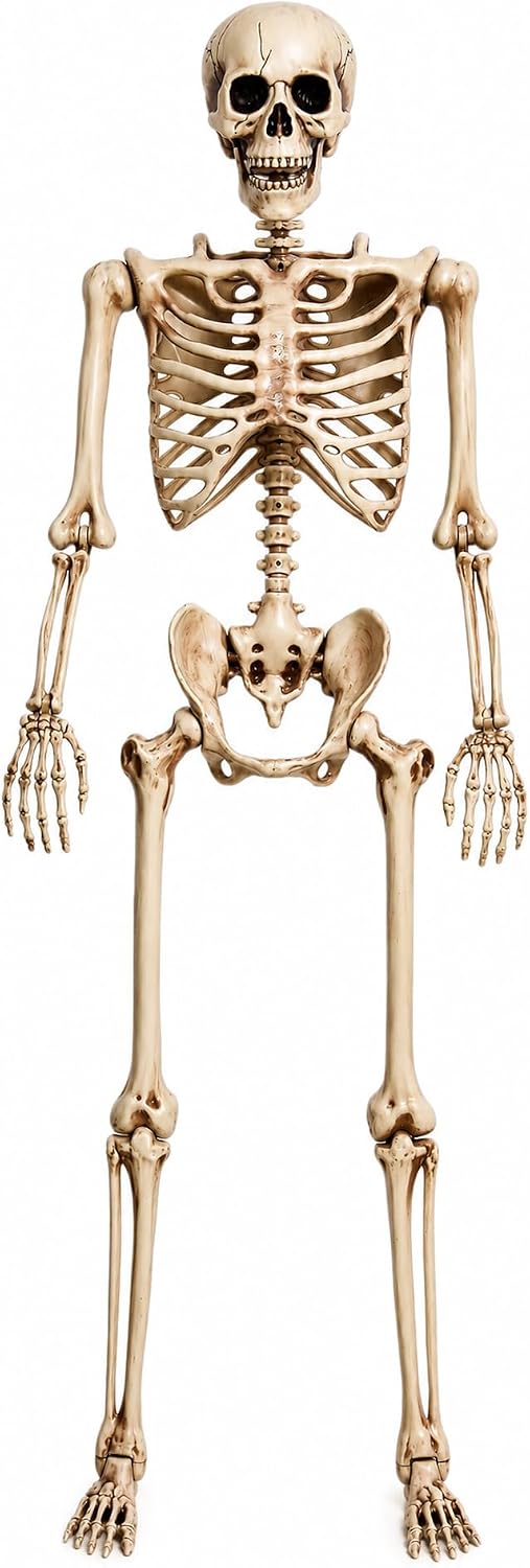 Aimeiar 5.4 Ft Halloween Skeleton Life Size, Posable Skeletons Decor, Full Bo...