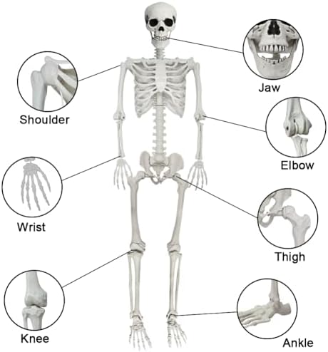 5.9FT Poseable Life Size Skeleton, Plastic Full Size Spooky Scary Skeleton wi...