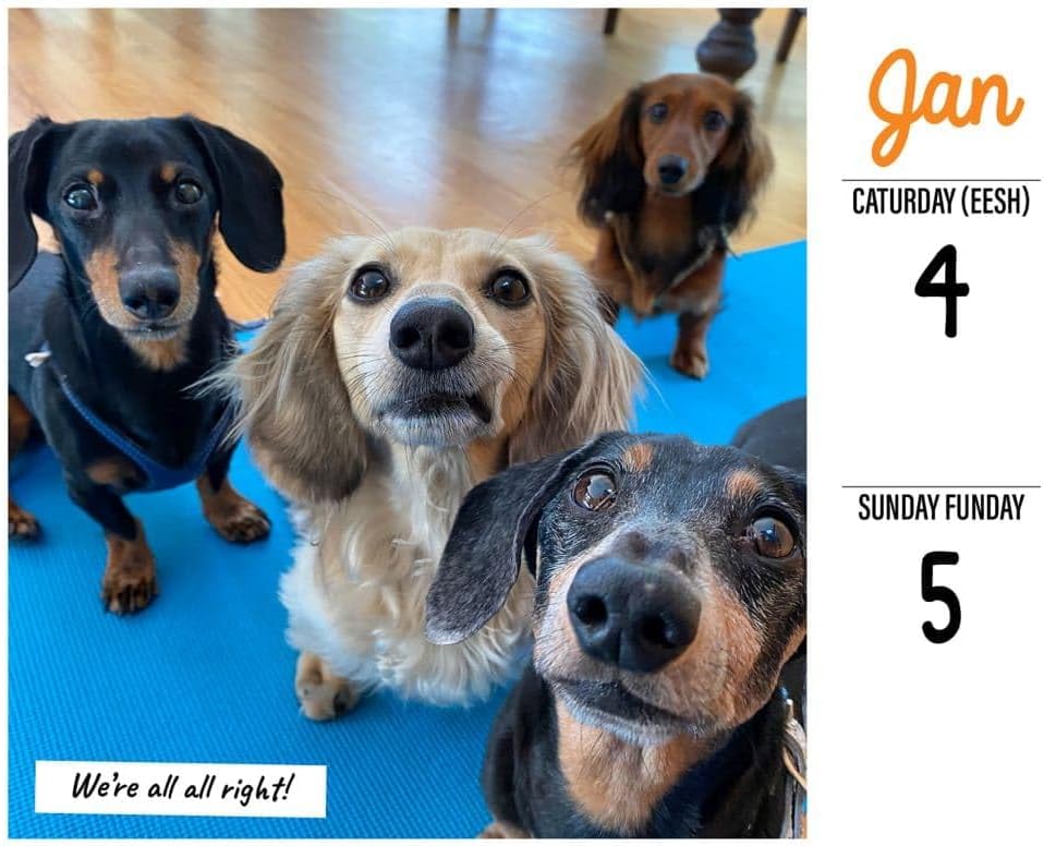 Willow Creek Press, Crusoe the Celebrity Dachshund 2025 Desk Calendar